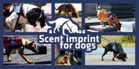 scent imprint for dogs